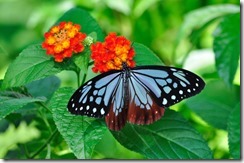 ERYY_863mituwosuuasagimadara_TP_V