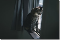 nekocatIMGL57911981_TP_V