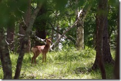 penfanshikasanIMGP1896_TP_V